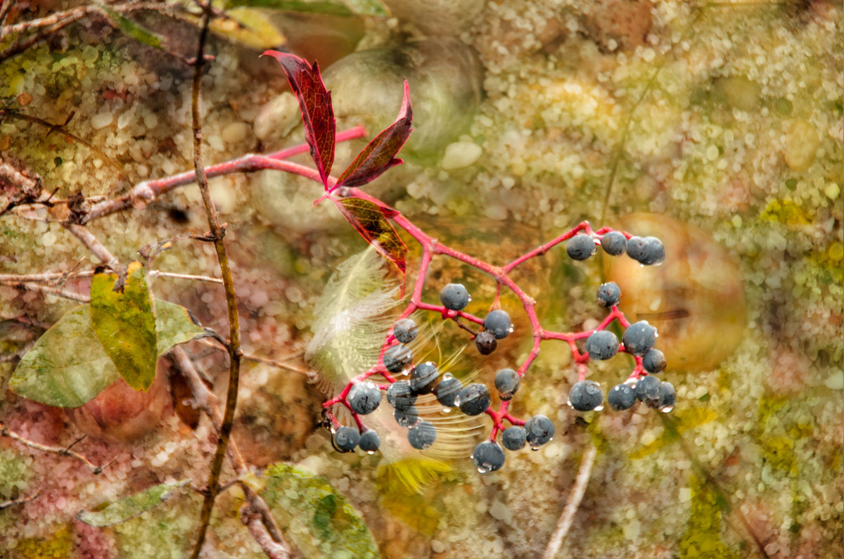 Wild Beach Plums Ready for Pickin'