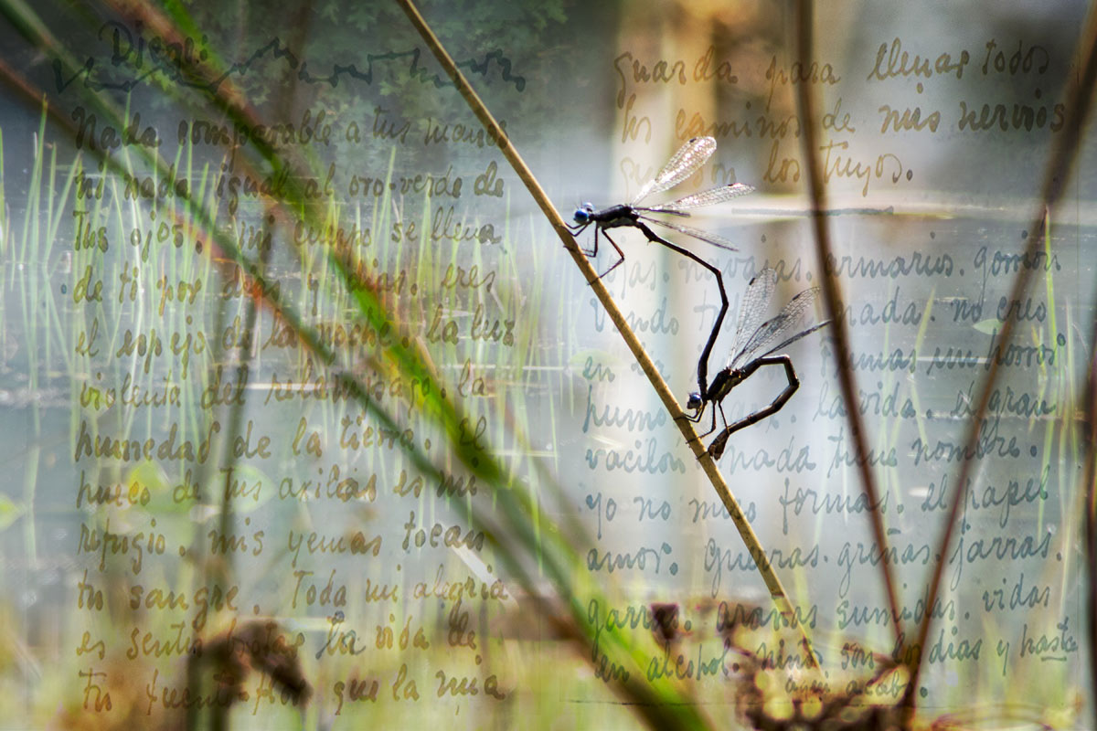 Damsel Flies