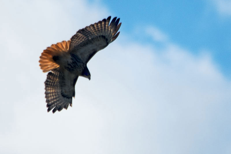 Red Tail Hawk Diving for Dinner