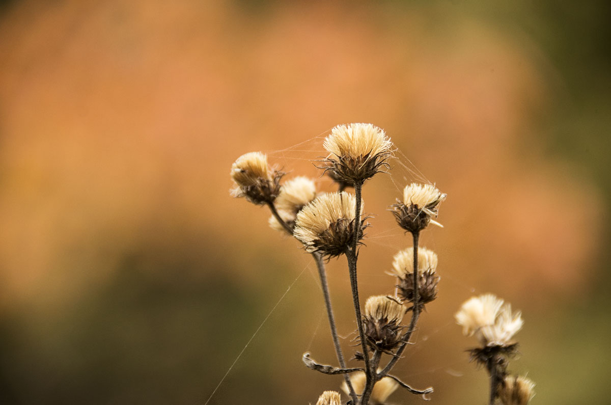 Dried blossom of Ironweed 