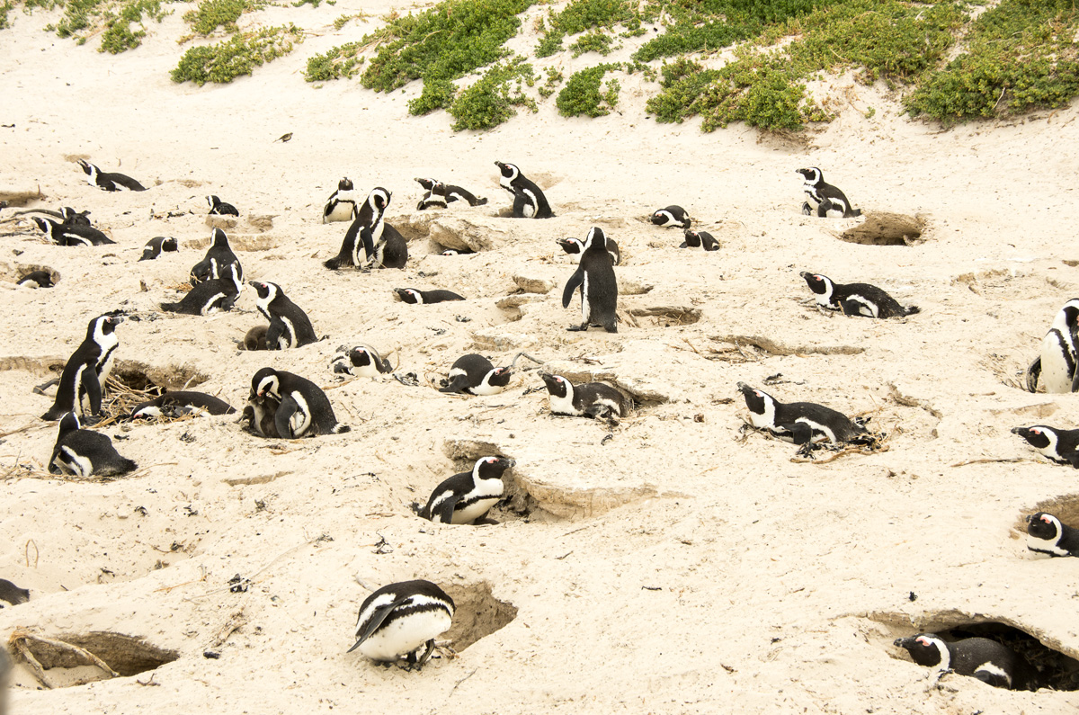 Nesting Females