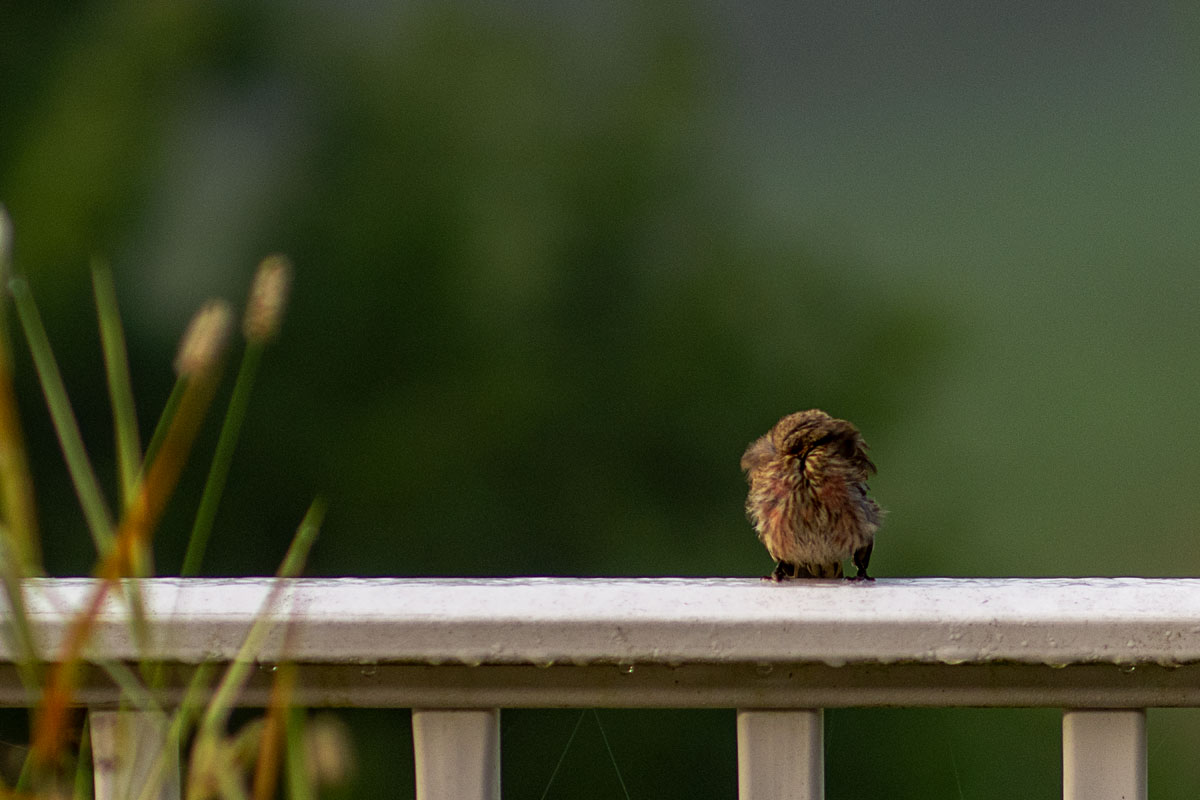 House Finch Fledgling