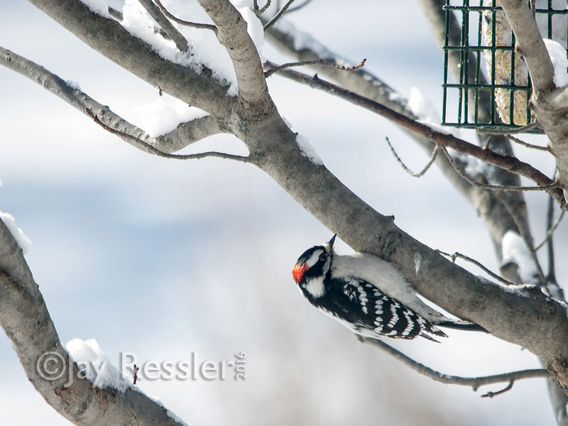 Week No. 7. At the Feeder