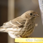 Female House Finch: Sloppy Eater