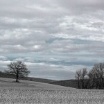 Lonesome Tree