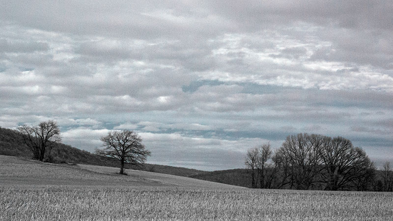 Lonesome Tree