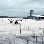 Spring Pasture