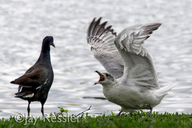 Angry Bird