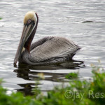 Brown Pelican