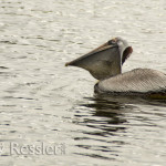 Brown Pelican With Fish