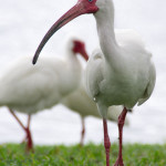 White Ibis