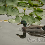 Mallard