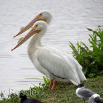 White Pelicans