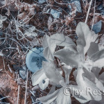 A Maple Leaf as Litter