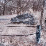 Forest Blossoms and a Rock