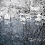 Schuylkill Backwater