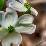 Dogwood