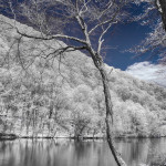 Tree on the River Bank