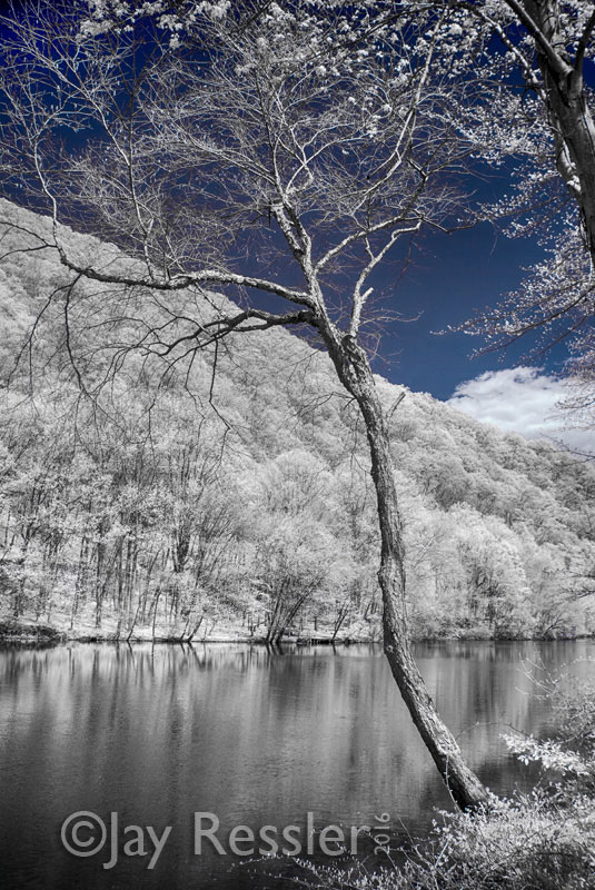 Tree on the River Bank