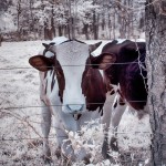 Blue-Nosed Steer