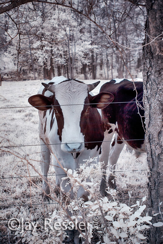 Blue-Nosed Steer