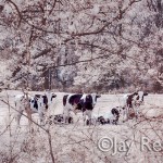 Cows in the Back Field