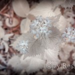 White Flowers