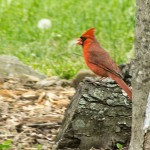 Cardinal