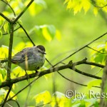 Catbird