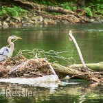 Great Blue Heron