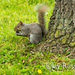 Squirrel Shaking with Excitment