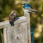 Swallows guard Their Nest on a Windy Day