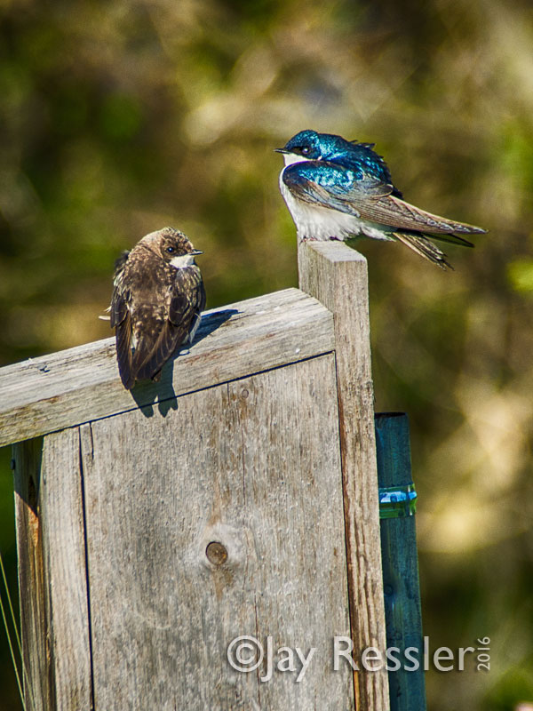 Swallows guard Their Nest on a Windy Day