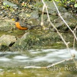 Wading for worms