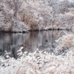 Heron in the Tulpehocken Creek