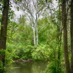 White Tree Framed