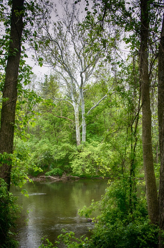 White Tree Framed