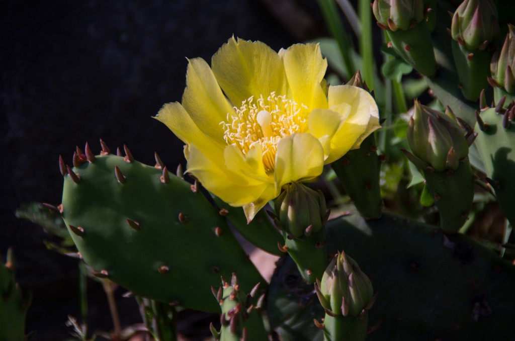 Blooming Cactus