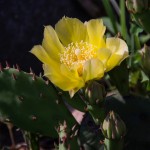 Blooming Cactus