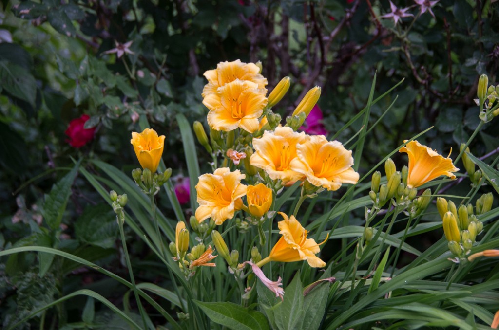 A Bouquet of Stella d'Oro