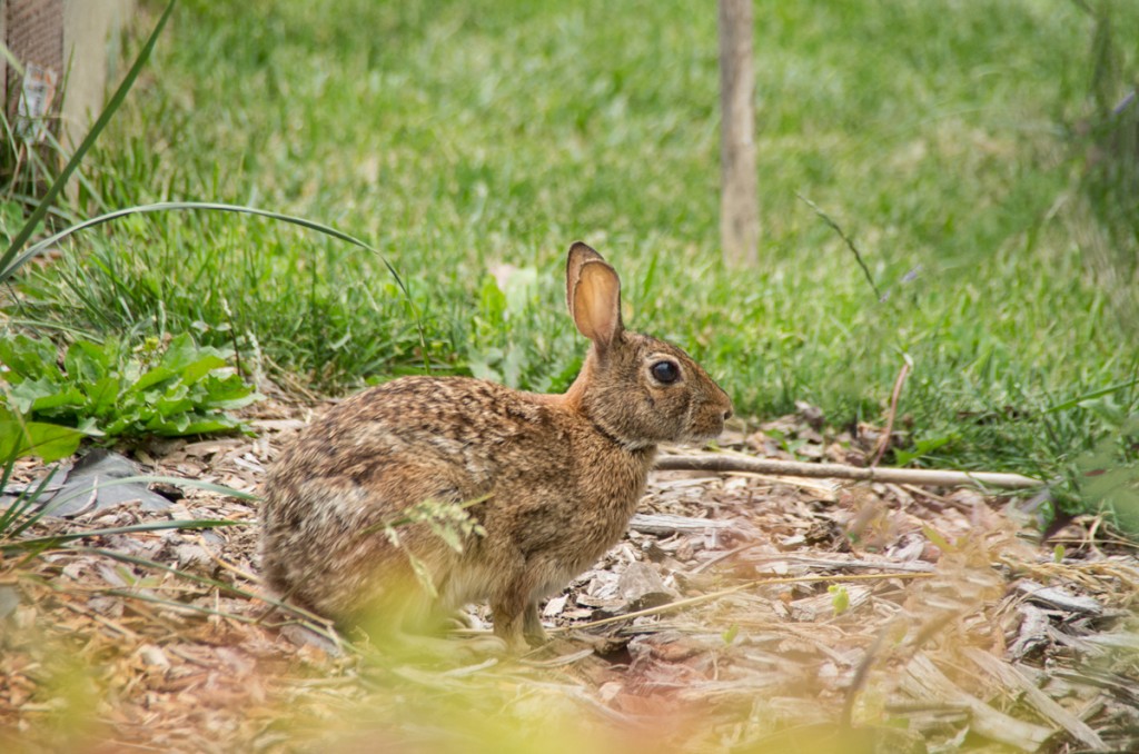 Bunny Flower