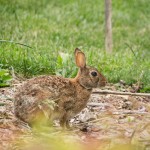 Bunny Flower