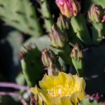 Cactus in Flower