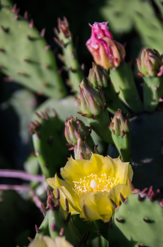 Cactus in Flower