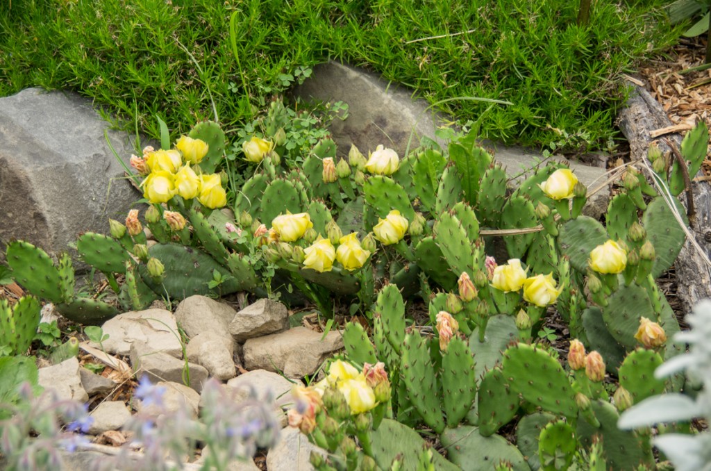 Cactus Garden