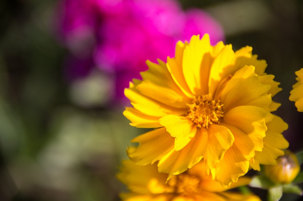 Coreopsis Pinwheel