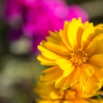 Coreopsis Pinwheel