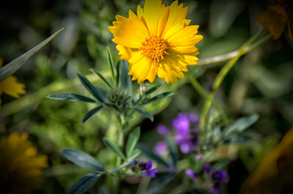 Coreopsius in the Wild Flower Meadow