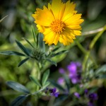 Coreopsius in the Wild Flower Meadow