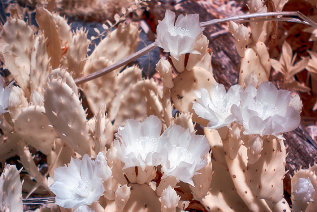 Cactus Flowering in Infrared